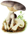 CLITOCYBE