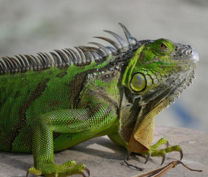 IGUANE