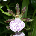 ZYGOPETALUM