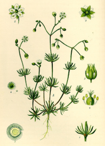 SPERGULE