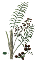 CALAMUS