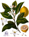 CITRONNIER