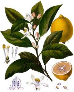 CITRONNIER