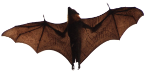 CHAUVESOURIS
