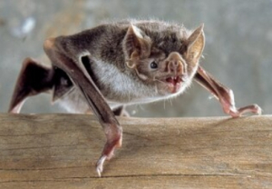 VAMPIRE
