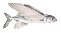 EXOCET