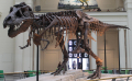 TYRANNOSAURE