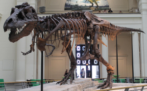 TYRANNOSAURE