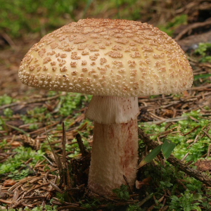 GOLMOTE