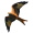 Image Accipitriformes