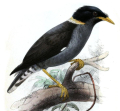MARTIN