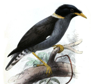MARTIN