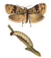 COCHYLIS