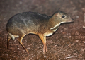 CHEVROTAIN
