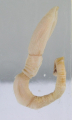ENTÉROPNEUSTE