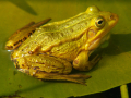 GRENOUILLE