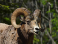 BIGHORN