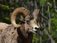 BIGHORN