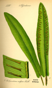 SCOLOPENDRE