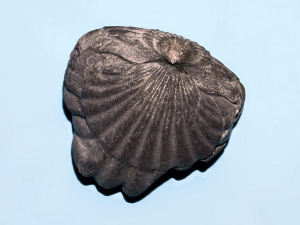 RHYNCHONELLE
