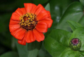 ZINNIA