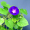 Image Convolvulaceae