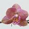 Logo Orchidées