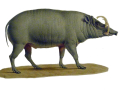 BABIROUSSA