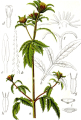 BIDENS