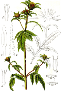BIDENS