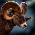 BIGHORN