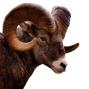 BIGHORN