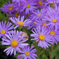 ASTER