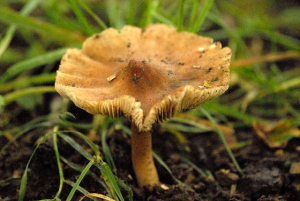 INOCYBE
