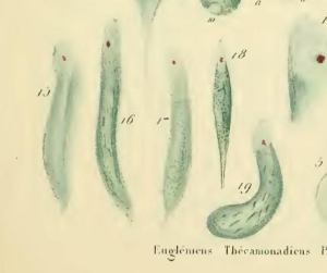 EUGLÈNE