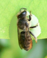 MÉGACHILE