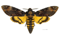 ATROPOS