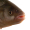 Image Osteichthyes