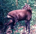 SAOLA