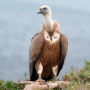 Image vautour Image vautour