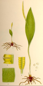 OPHIOGLOSSE