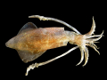 ENCORNET