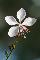 GAURA