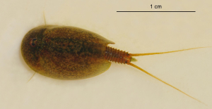 PHYLLOPODE