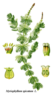 MYRIOPHYLLE