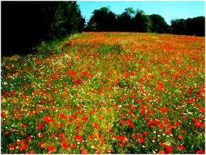 Coquelicots