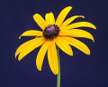 RUDBECKIE