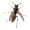 Image Insecta