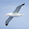 ALBATROS