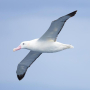 Image albatros